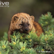 Illustration for article titled Monday Mustelid - Martes pennanti Edition
